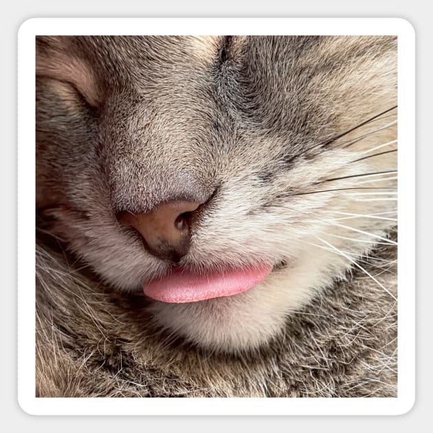 Grey Cat Tongue Blep (gifts) Magnet by VisualSpice